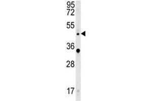 WNT5A antibody western blot analysis in HeLa lysate. (WNT5A antibody  (AA 185-213))