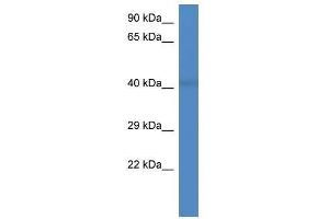 Western Blot showing RGD1307041 antibody used at a concentration of 1. (PCID2 antibody  (Middle Region))