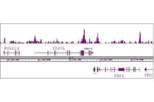 Oct-4 antibody (pAb) tested by ChIP-Seq. (OCT4 antibody)