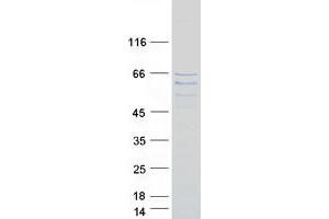 FAM154A Protein (Myc-DYKDDDDK Tag)