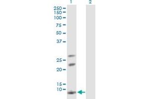 Western Blot analysis of AKR1CL1 expression in transfected 293T cell line by AKR1CL1 MaxPab polyclonal antibody. (AKR1CL1 antibody  (AA 1-129))
