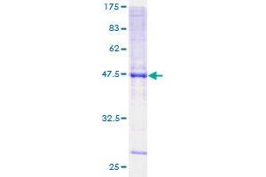 KCNMB2 Protein (AA 1-235) (GST tag)