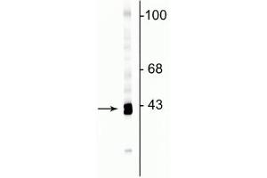Western blot of rat cortical lysate showing specific immunolabeling of the ~43 kDa GAP43 protein.