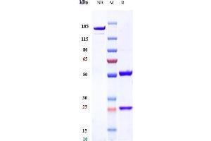 Anti-TfR Reference Antibody (Jr-141) on SDS-PAGE under reducing (R) condition.