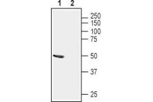 Western blot analysis of mouse brain lysates: - 1. (STOML1 antibody  (Extracellular, N-Term))