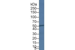 Western Blotting (WB) image for anti-Caspase 4, Apoptosis-Related Cysteine Peptidase (CASP4) (AA 290-377) antibody (ABIN1858246)