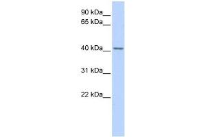 SNUPN antibody used at 1 ug/ml to detect target protein. (Snurportin 1 antibody  (Middle Region))