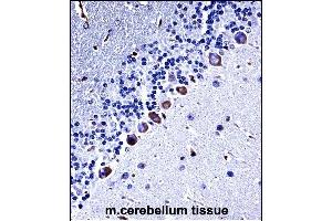 Mouse Csnk1g3 Antibody (C-term) ((ABIN657833 and ABIN2846798))immunohistochemistry analysis in formalin fixed and paraffin embedded mouse cerebellum tissue followed by peroxidase conjugation of the secondary antibody and DAB staining. (CSNK1G3 antibody  (C-Term))