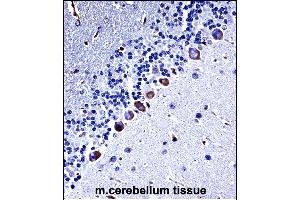 Mouse Csnk1g3 Antibody (C-term) ((ABIN657833 and ABIN2846798))immunohistochemistry analysis in formalin fixed and paraffin embedded mouse cerebellum tissue followed by peroxidase conjugation of the secondary antibody and DAB staining.