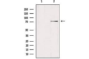 Western blot analysis of extracts from mouse brain, using GTPBP1 Antibody. (GTPBP1 antibody  (Internal Region))