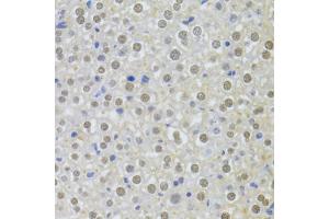 Immunohistochemistry of paraffin-embedded mouse liver using ILF2 Antibody.