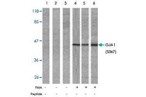 Western blot analysis of extract from HeLa (Lane 1, 4), K-562 (Lane 2, 5) and 293 (Lane 3, 6) cells, untreated or treated with PMA (1 uM, 30 min). (Connexin 43/GJA1 antibody  (pSer367))