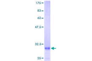 PSIP1 Protein (AA 1-50) (GST tag)