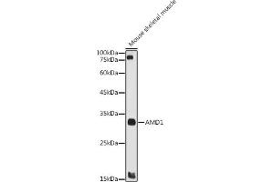 Western blot analysis of extracts of Mouse skeletal muscle, using  antibody (ABIN7265464) at 1:1000 dilution. (AMD1 antibody  (AA 75-334))