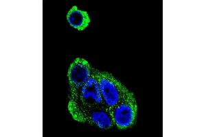 Confocal immunofluorescent analysis of ADH1B Antibody (Center) (ABIN390699 and ABIN2840985) with HepG2 cell followed by Alexa Fluor® 488-conjugated goat anti-rabbit lgG (green). (ADH1B antibody  (AA 209-237))