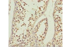 Immunohistochemistry of paraffin-embedded human testis tissue using ABIN7144897 at dilution of 1:100