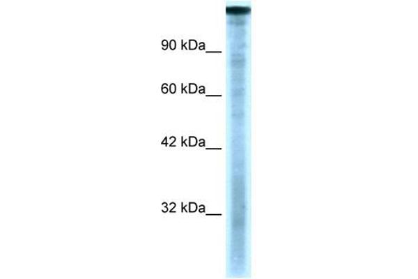 TAF1抗体（C-Term）