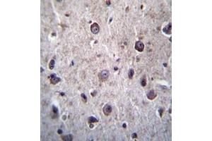 Formalin fixed and paraffin embedded human brain tissue reacted with DOC2A Antibody  followed by peroxidase conjugation of the secondary antibody and DAB staining. (DOC2A antibody  (Middle Region))