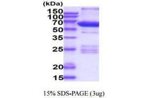 SDS-PAGE (SDS) image for Protein Kinase A, alpha (PRKACA) (AA 1-351) protein (GST tag) (ABIN6388022) (PRKACA Protein (AA 1-351) (GST tag))