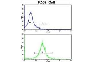 Flow cytometric analysis of K562 cells using CFHL1 Antibody (C-term)(bottom histogram) compared to a negative control cell (top histogram).