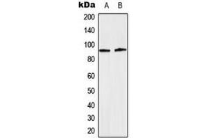 Western blot analysis of STAT5 (pY694/699) expression in HeLa EGF-treated (A), NIH3T3 (B) whole cell lysates.