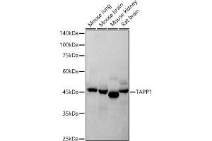 Western blot analysis of extracts of various cell lines, using T antibody (ABIN7269414) at 1:500 dilution. (PLEKHA1 antibody)