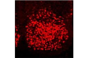 Sample Type:  Mouse PFA-fixed spinal cord sectionsPrimary   Dilution:  1:16,000 (Homeobox C6 antibody  (C-Term))