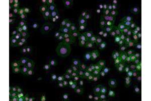 Immunofluorescence (IF) image for anti-Structure Specific Recognition Protein 1 (SSRP1) antibody (ABIN2666367) (SSRP1 antibody)