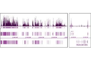 Histone H3 acetyl Lys9 antibody (mAb) tested by ChIP-Seq. (Histone 3 antibody  (acLys9))