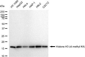 Western blotting analysis using Histone H3 (di methyl K4) antibody (ABIN7798955).