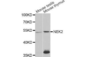 Western blot analysis of extracts of various cell lines, using NEK2 antibody (ABIN5973091) at 1/1000 dilution. (NEK2 antibody)