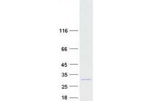 Validation with Western Blot (ARFRP1 Protein (Transcript Variant 1) (Myc-DYKDDDDK Tag))