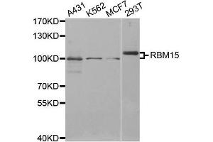 Western blot analysis of extracts of various cell lines, using RBM15 antibody. (RBM15 antibody  (AA 530-780))