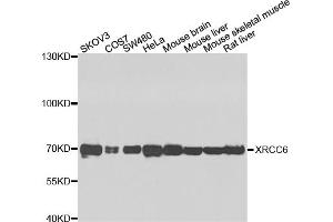 Western blot analysis of extracts of various cell lines, using XRCC6 antibody. (XRCC6 antibody)