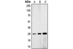 Western blot analysis of Lamin A/C expression in HeLa colchicine-treated (A), mouse liver (B), rat kidney (C) whole cell lysates.