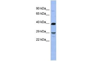 WB Suggested Anti-OLIG3 Antibody Titration:  0.