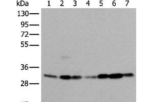 Western blot analysis of 293T Hela Jurkat and A431 cell Human heart tissue Mouse kidney tissue HEPG2 cell lysates using VDAC1 Polyclonal Antibody at dilution of 1:350 (VDAC1 antibody)