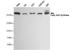 Western blot detection of Fatty Acid Synthase in Hela,C6,3T3,CHO-K1 and 293 cell lysates using Fatty Acid Synthase mouse mAb(dilution 1:1000). (Fatty Acid Synthase antibody)