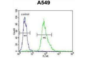 Flow cytometric analysis of A549 cells (right histogram) compared to a negative control cell (left histogram) using MYBPHL Antibody (N-term), followed by FITC-conjugated goat-anti-rabbit secondary antibodies. (MYBPHL antibody  (N-Term))