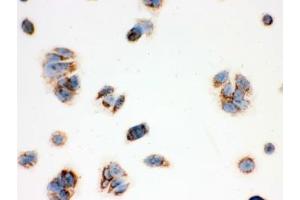 Immunohistochemistry (IHC) image for anti-Hydroxysteroid (17-Beta) Dehydrogenase 10 (HSD17B10) (AA 48-261) antibody (ABIN3031271)