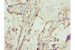 Immunohistochemistry of paraffin-embedded human placenta tissue using ABIN7169619 at dilution of 1:100 (SPCS3 antibody  (AA 33-180))