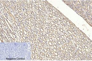 Immunohistochemical analysis of paraffin-embedded rat kidney tissue. (CD4 antibody)