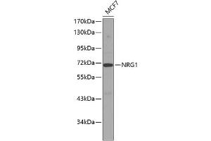 Western blot analysis of extracts of MCF-7 cells, using NRG1 antibody (ABIN3021078, ABIN3021079, ABIN3021080, ABIN1513282 and ABIN6213942). (Neuregulin 1 antibody  (AA 20-241))