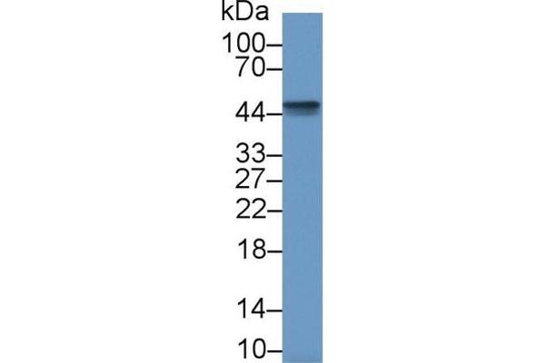 CTGF antibody  (AA 80-200)