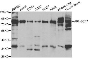 Western blot analysis of extracts of various cell lines, using ARHGEF7 antibody (ABIN5970459) at 1/500 dilution. (ARHGEF7 antibody)