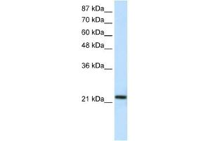 HMG1L10 antibody (20R-1115) used at 0. (HMG1L10 antibody  (C-Term))