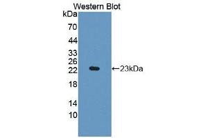 Western blot analysis of the recombinant protein. (IDO antibody  (AA 26-199))
