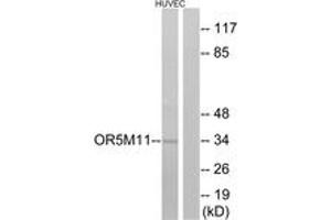 Western blot analysis of extracts from HuvEc cells, using OR5M11 Antibody. (OR5M11 antibody  (AA 233-282))