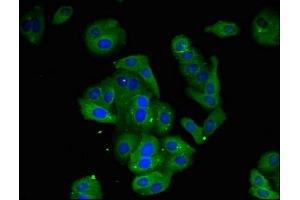 Immunofluorescent analysis of HepG2 cells using ABIN7168522 at dilution of 1:100 and Alexa Fluor 488-congugated AffiniPure Goat Anti-Rabbit IgG(H+L) (AMD1 antibody  (AA 167-264))