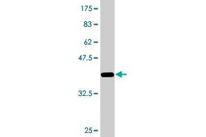 Western Blot detection against Immunogen (36. (ZNF23 antibody  (AA 41-139))